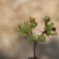 Commiphora berryi (Arn.) Engl.